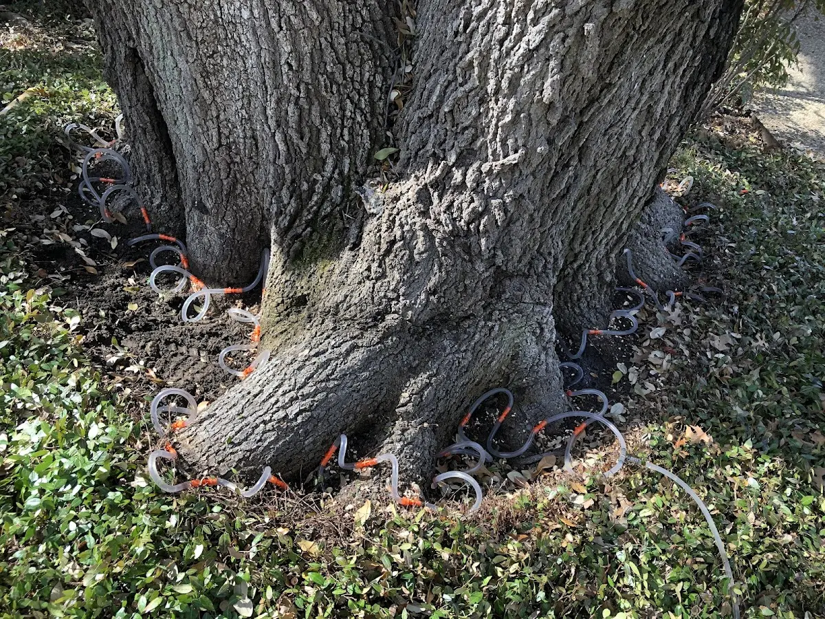 Detailed Tree Cabling and Bracing job site in Reynolds